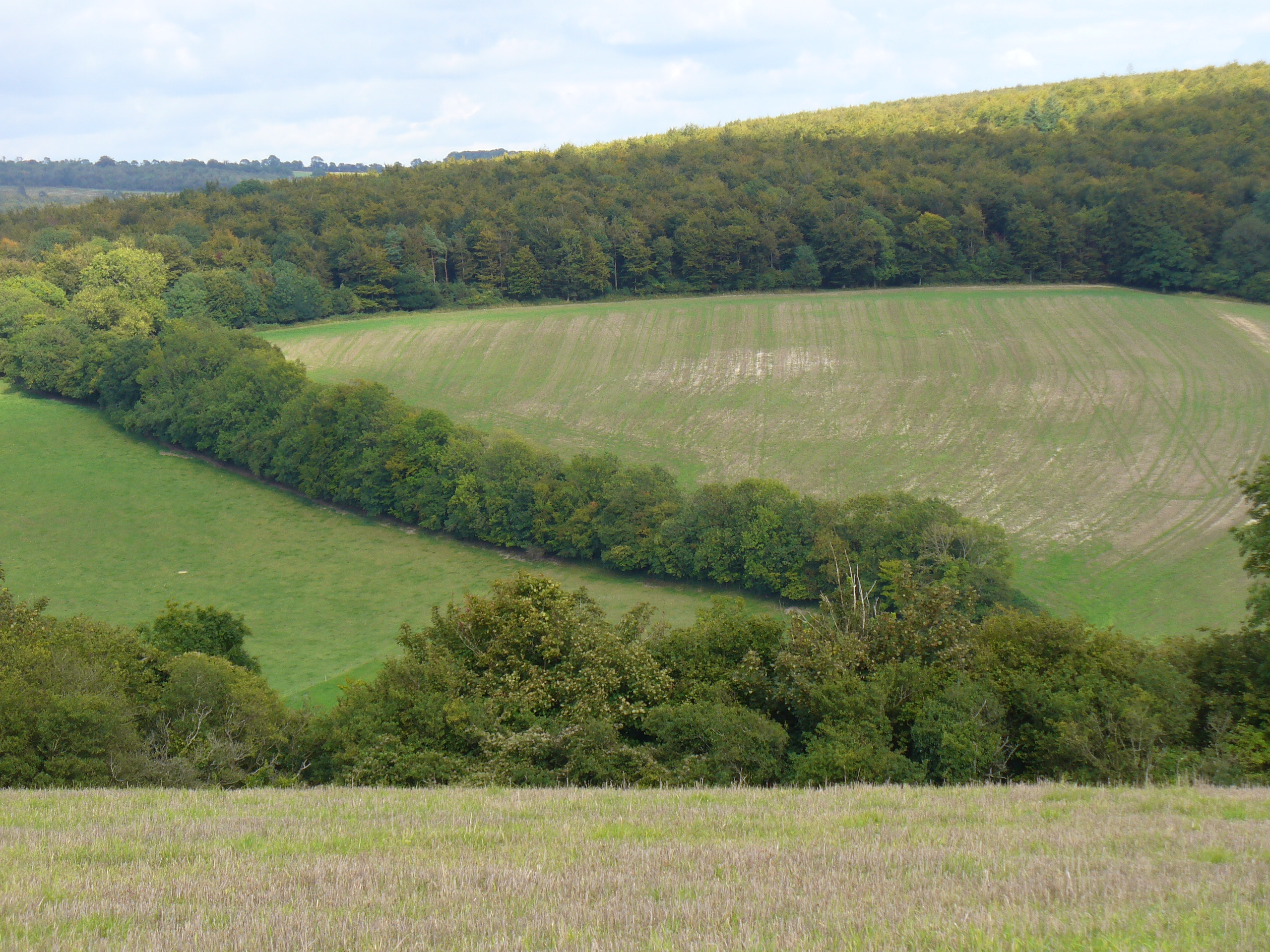 Rolling fields and wooded hills of the South Downs near East Dean