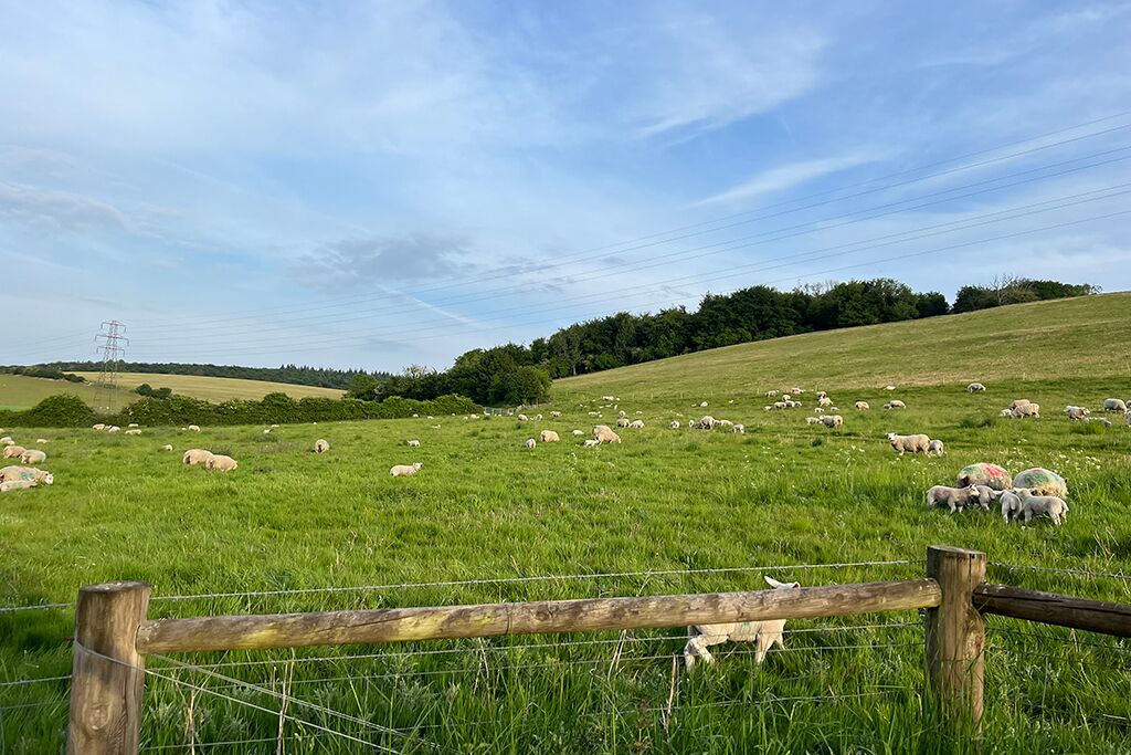 Grassy field with a wooden fence and a power line in the distance